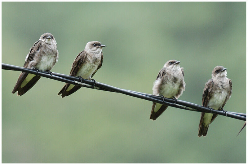 Brown-chested Martinadult