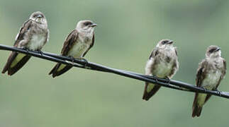 Brown-chested Martin