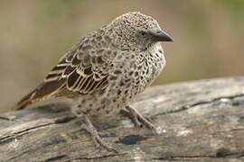 Rufous-tailed Weaver