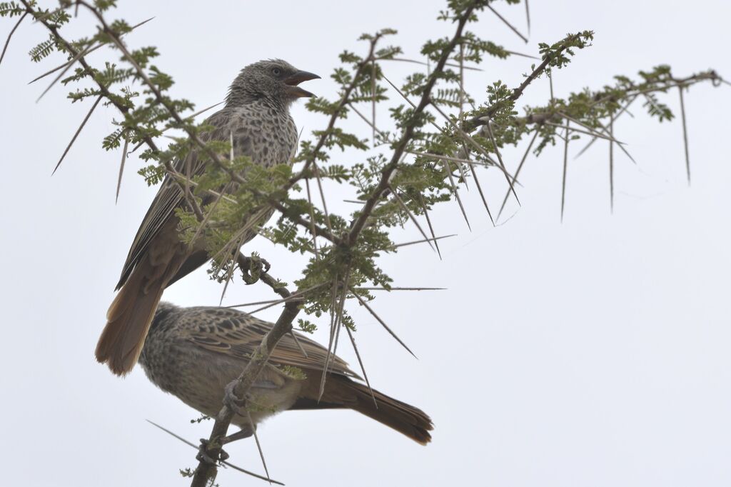 Rufous-tailed Weaveradult