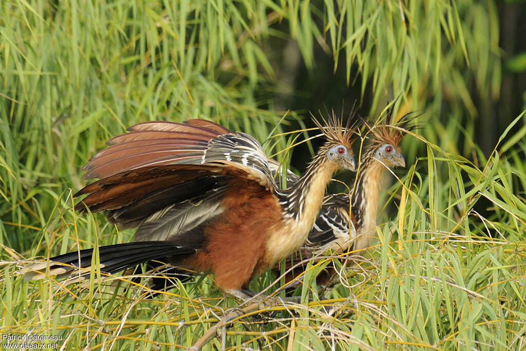 Hoazin huppéadulte, habitat, pigmentation