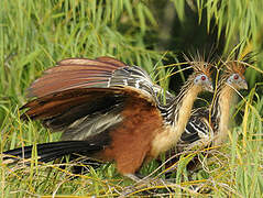 Hoatzin