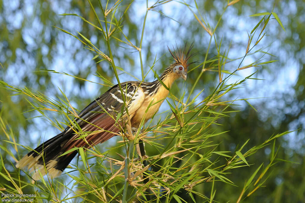 Hoazin huppéadulte, identification