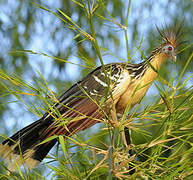 Hoatzin