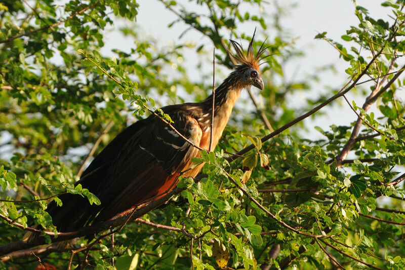 Hoatzin