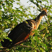 Hoatzin