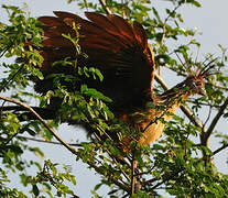 Hoatzin