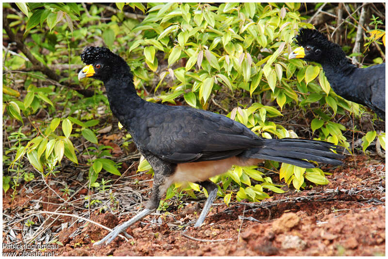 Black Curassow female adult, identification