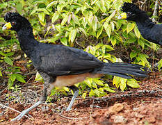 Black Curassow