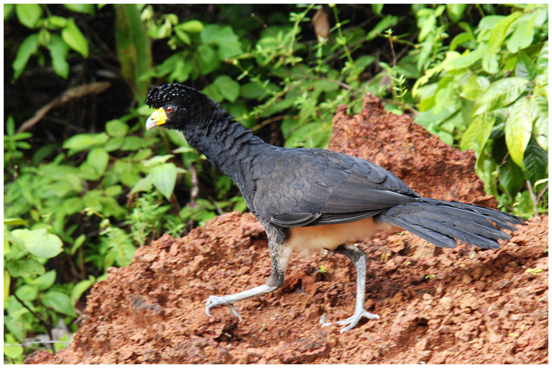 Black Curassowadult