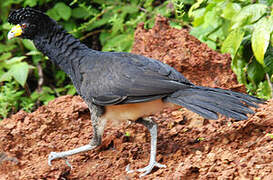 Black Curassow