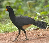 Black Curassow