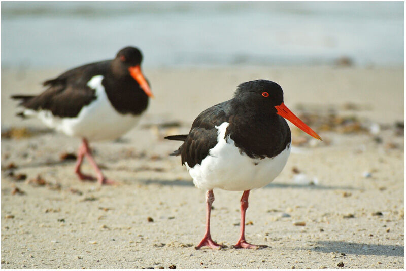 Pied Oystercatcheradult