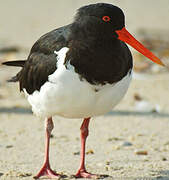 Pied Oystercatcher