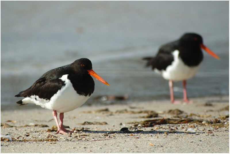 Pied Oystercatcheradult