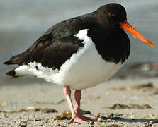 Pied Oystercatcher