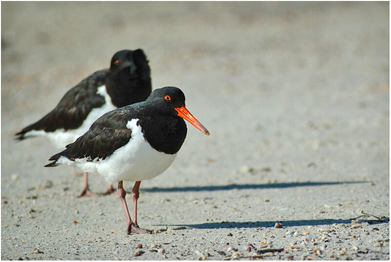 Pied Oystercatcheradult