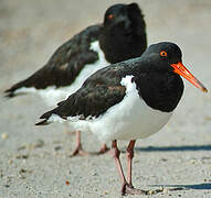 Pied Oystercatcher