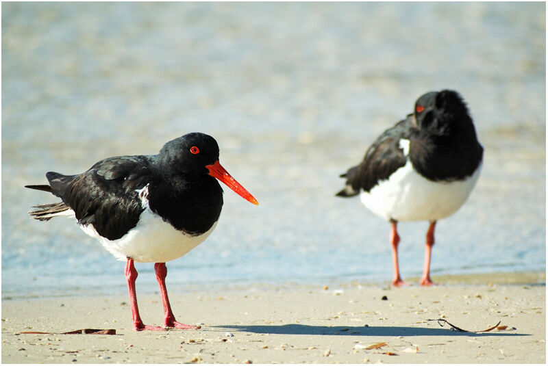 Pied Oystercatcheradult