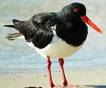 Pied Oystercatcher