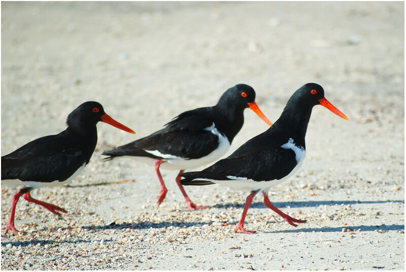 Pied Oystercatcheradult