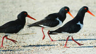 Pied Oystercatcher