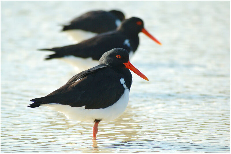 Pied Oystercatcheradult