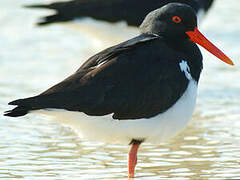 Pied Oystercatcher