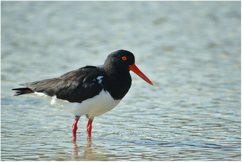 Pied Oystercatcheradult