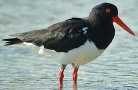 Pied Oystercatcher