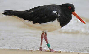 Pied Oystercatcher