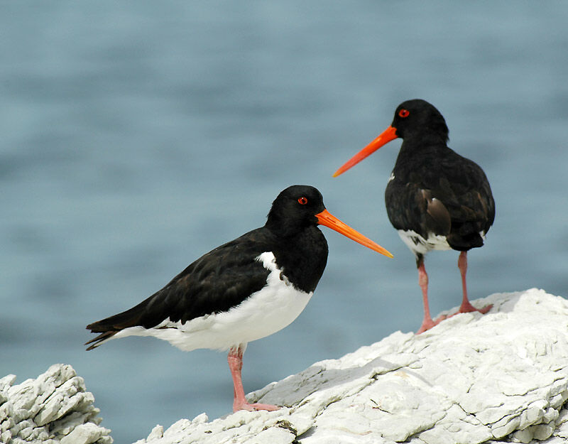 South Island Oystercatcher