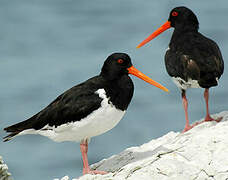 South Island Oystercatcher