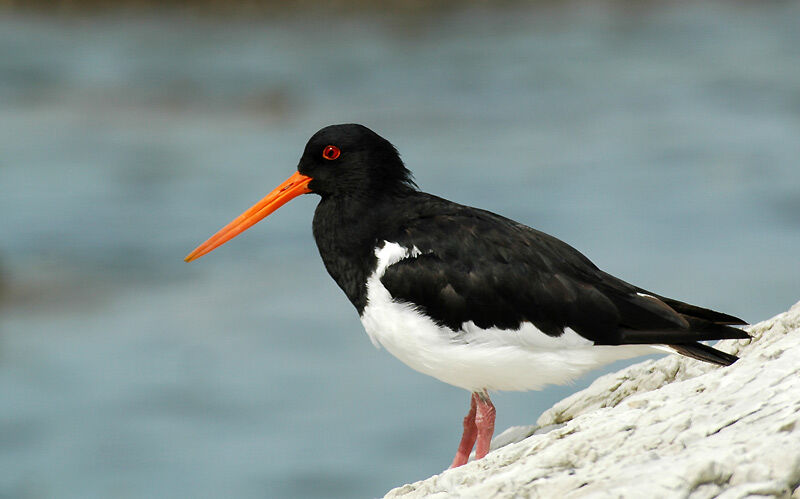 South Island Oystercatcher