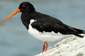 South Island Oystercatcher