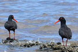 African Oystercatcher