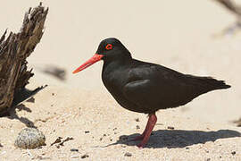 African Oystercatcher