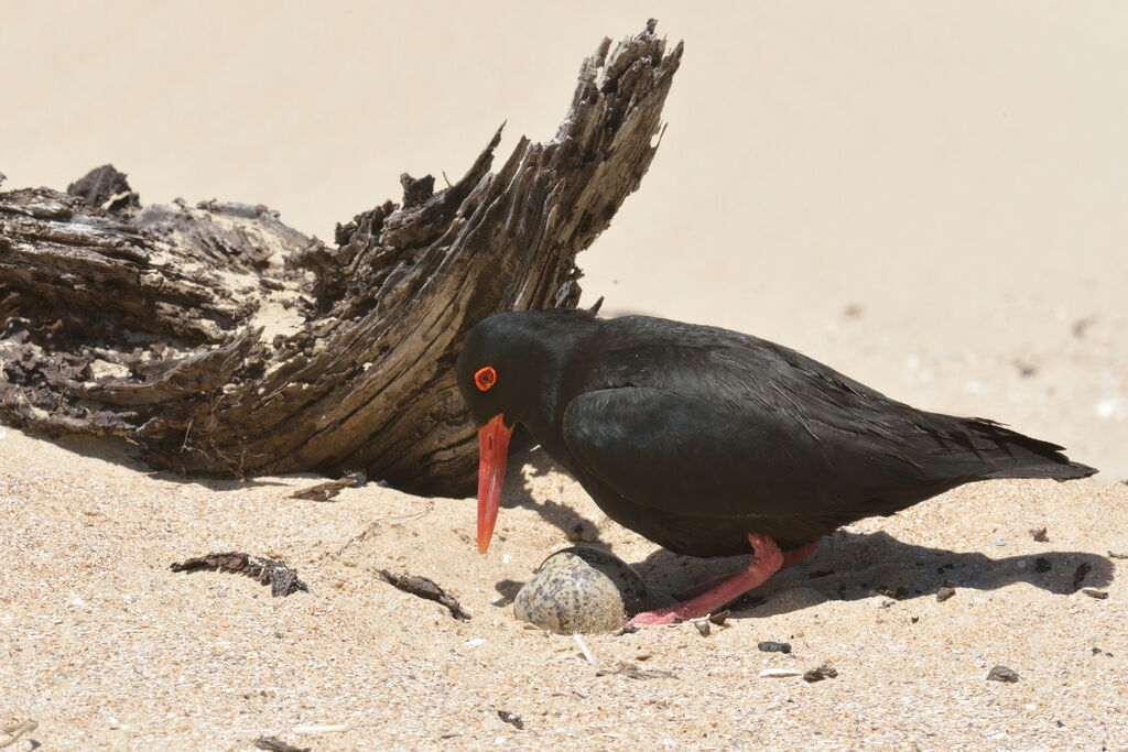 African Oystercatcheradult, Reproduction-nesting