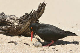 African Oystercatcher