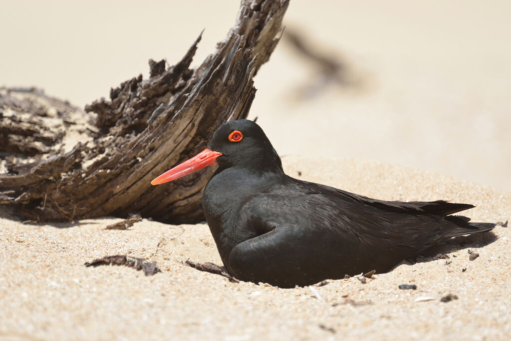 African Oystercatcheradult