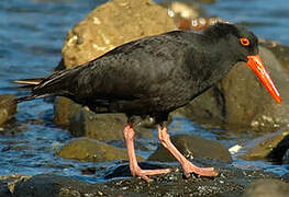 Sooty Oystercatcher