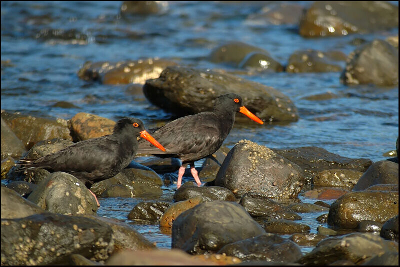 Sooty Oystercatcher