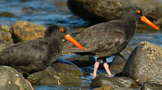 Sooty Oystercatcher