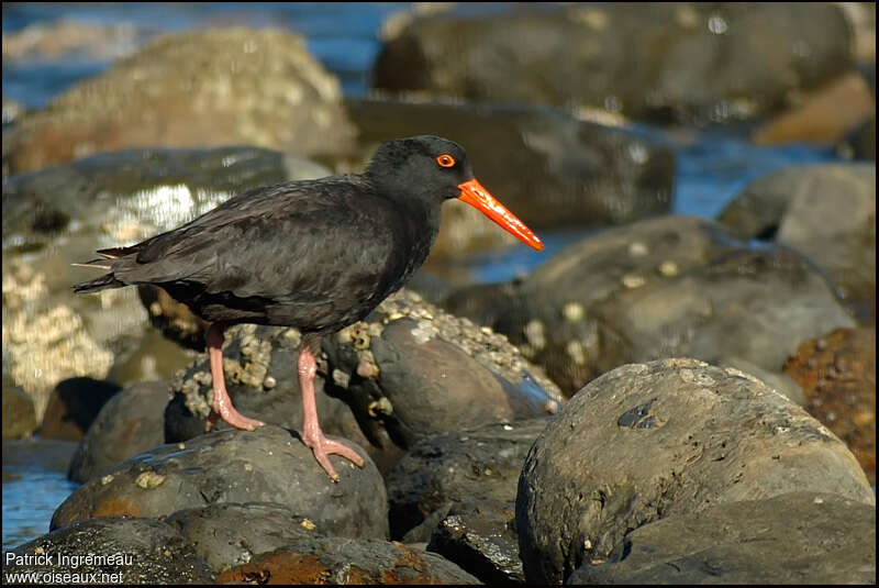 Sooty Oystercatcheradult, habitat