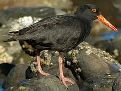 Sooty Oystercatcher