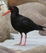 Sooty Oystercatcher