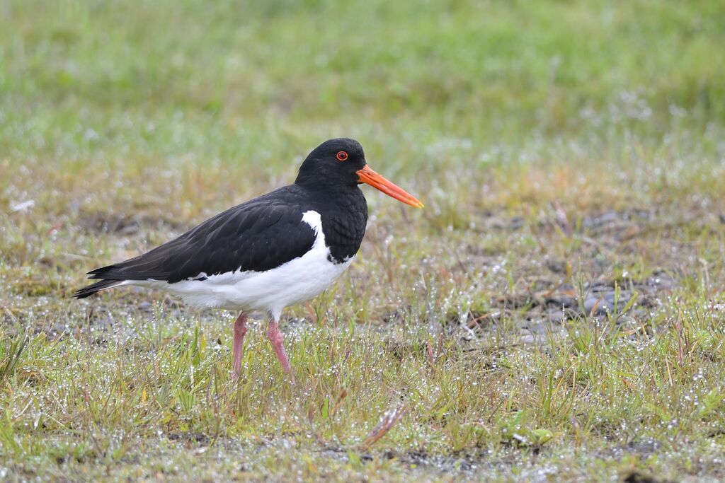 Eurasian Oystercatcheradult