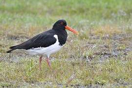 Eurasian Oystercatcher