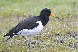 Eurasian Oystercatcher