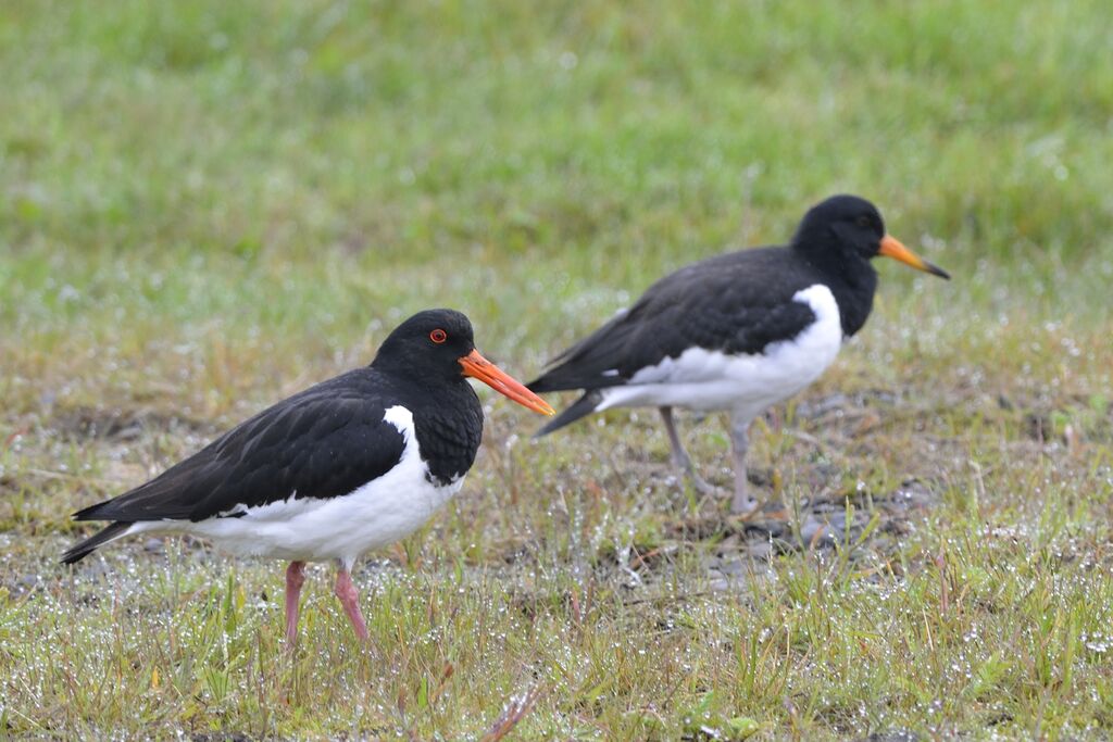 Eurasian Oystercatcher